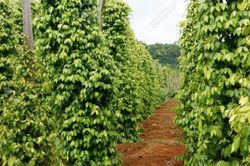 Giá tiêu hôm nay 23/6: Tiếp tục giảm, thủng mốc 70.000 đồng/kg