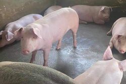 Giá heo hơi hôm nay 23/6/2023: Tiếp tục tăng, cao nhất đạt 63.000 đồng/kg