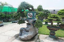 Cận cảnh vườn bonsai lớn bậc nhất Hà Nội