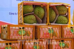 Xuất khẩu rau quả khởi sắc