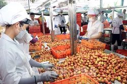 Xây dựng thương hiệu, đa dạng sản phẩm để xuất khẩu sang thị trường Australia