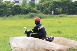 Vượt hơn 80km để săn châu chấu, nông dân Nghệ An kiếm tiền triệu mỗi ngày