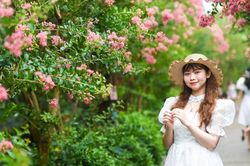 Con đường tường vi nở rộ như cổ tích, hút khách check-in ở Hà Nội