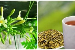 Hoa đu đủ đực cực tốt nhưng 4 nhóm người dưới đây cần tránh xa