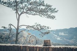 Tiếng chim hót trong mưa