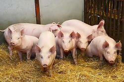 Giá heo hơi hôm nay 25/6: Ghi nhận tăng ở miền Bắc, miền Trung