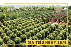 Giá tiêu hôm nay 26/6: Đồng loạt đi ngang