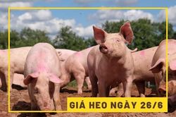 Giá heo hơi hôm nay 26/6: Xu hướng trầm lắng bao trùm thị trường