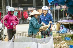 Mùa vịt lội đồng