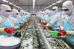 'Vua tôm' Minh Phú: Tôm Việt Nam không bán được vì giá thành quá cao
