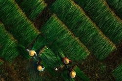 Đẹp nao lòng mùa thu hoạch cói ở Kim Sơn - Ninh Bình