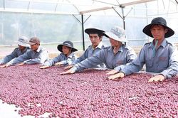 Tìm 'lối đi riêng' cho phát triển nông nghiệp bền vững