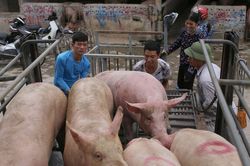 Giá heo hơi hôm nay 26/6/2023: Giá đi ngang, giữ mức cao nhất 63.000 đồng/kg