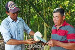 Mùa măng tre