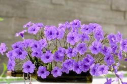 Tử vi Thứ Ba ngày 27/6/2023: Cự Giải tìm được một nửa yêu thương