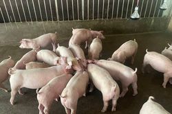 Giá heo hơi hôm nay 27/6/2023: Tăng 1.000- 2.000 đồng/kg, nông dân phấn khởi tăng đàn