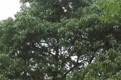 Trung Quốc: Cây vải cổ thụ 1.500 năm tuổi bất ngờ kết trái sau 11 năm