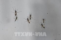 Xuất hiện các ca sốt rét đầu tiên tại Mỹ sau nhiều thập kỷ