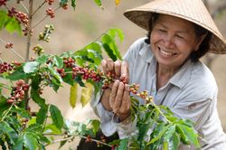 Giá cà phê hôm nay 27/6: Đồng loạt vượt 66.000 đồng/kg, giá thế giới tăng trở lại