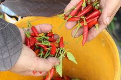 Hàn Quốc thu hồi ớt khô Việt Nam do vượt dư lượng thuốc trừ sâu