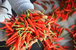 Hàn Quốc thu hồi ớt khô Việt Nam do vượt dư lượng thuốc trừ sâu