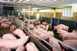 Dự báo giá lợn hơi tiếp tục tăng trên diện rộng; Giá cà phê trong nước tăng đến 700 đồng/kg