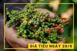 Giá tiêu hôm nay 29/6: Giảm 1.000 đồng/kg
