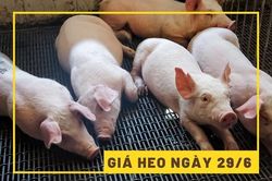Giá heo hơi hôm nay 29/6: Tiếp đà tăng mạnh
