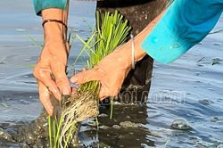 Nông dân Võ Lao nhanh tay phủ xanh cánh đồng