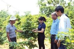 Nông dân giúp nhau làm giàu