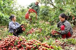 Đa dạng các hoạt động xúc tiến tiêu thụ, vải thiều 'phủ sóng' nội địa