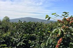 Giá cà phê hôm nay 29/6: Diễn biến sốc của thị trường, Robusta mất 100 USD/tấn