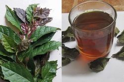 Uống nước xạ đen hàng ngày có tốt cho sức khỏe không?