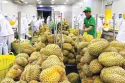 Xuất khẩu rau quả 'bùng nổ', dự kiến sẽ đạt 5 tỷ USD ngay trong năm 2023