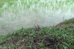 Dính điện bẫy chuột, 2 anh em ruột thương vong