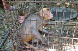 Vận động người dân giao nộp 2 cá thể khỉ vàng quý hiếm
