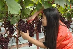 Thay đổi tư duy sản xuất | Nông nghiệp Nông thôn | 29/06/2023