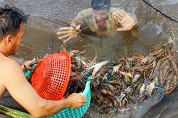 Điều gì ảnh hưởng sức cạnh tranh của tôm Việt?