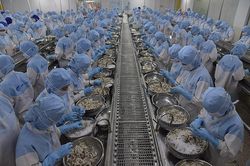 Lý do xuất khẩu tôm năm 2023 dự báo chỉ đạt khoảng 3 tỷ USD