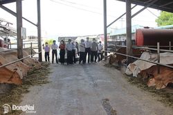 Chăn nuôi tuần hoàn ở trang trại bò lớn nhất tỉnh