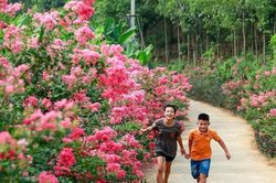 Hoa tường vi 'lộng lẫy' cung đường nông thôn mới