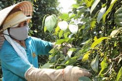 Giá tiêu hôm nay 30/6: Tiếp tục giảm, cảnh báo ngành tiêu Việt Nam trước nguy cơ thoái trào