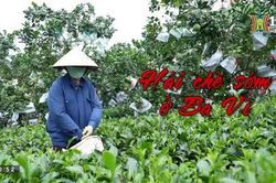 Hái chè sớm ở Ba Vì | Nhịp sống Hà Nội | 30/06/2023