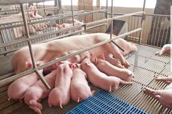 Giá heo hơi hôm nay 1/7/2023: Miền Bắc tiếp tục tăng 1.000 - 2.000 đồng/kg
