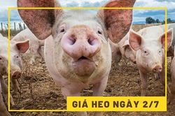 Giá heo hơi ngày 2/7: Tiếp tục biến động trái chiều?