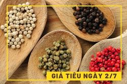 Giá tiêu ngày 2/7: Tiếp tục đi xuống?