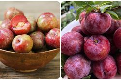 Ăn mận nhiều có tốt không?
