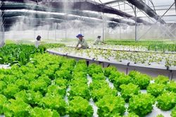 'Chìa khóa' để nông nghiệp bứt phá