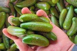 Bơ mi ni, bơ 'khổng lồ', bơ dài nửa mét gây sốt tại Việt Nam