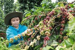 Quy định EUDR: Sản phẩm nông nghiệp nắm bắt cơ hội